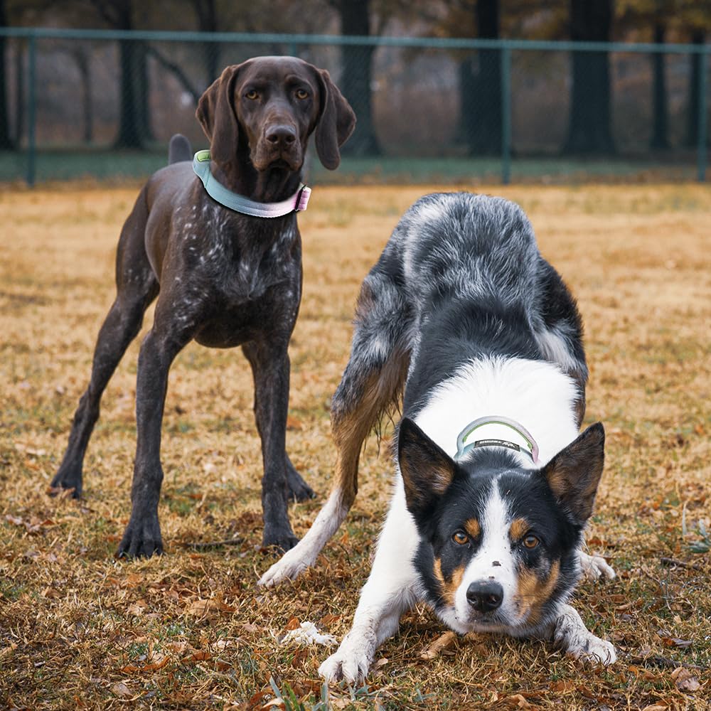 TSPRO All-Weather Dog Collar—reliable performance in varied conditions.