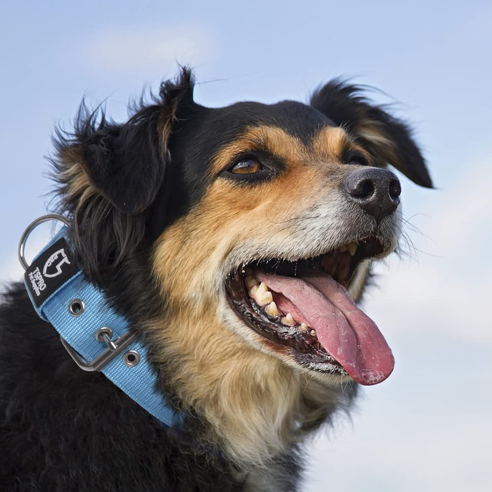 TSPRO blue M collar ideal for medium to large dogs' daily and outdoor use