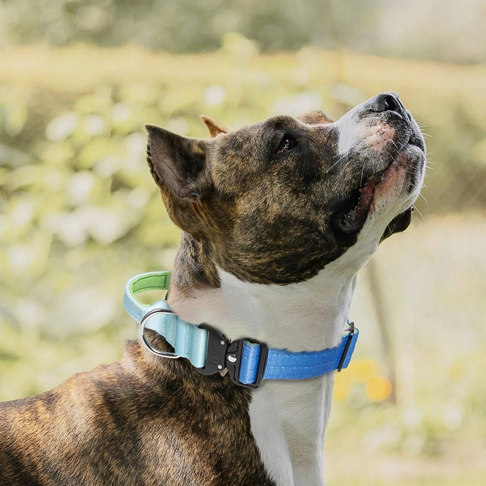 TSPRO Premium Dog Collar adjustable in sizes M and L for a snug fit.