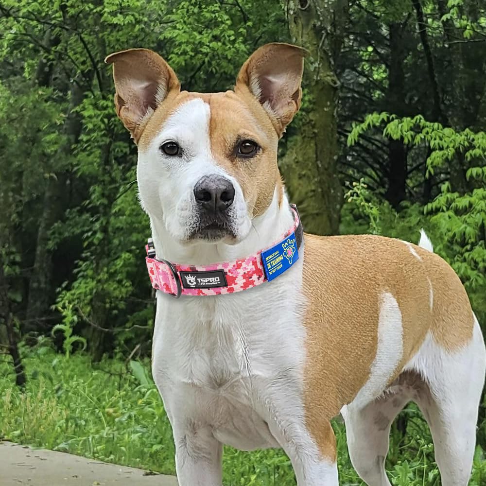 TSPRO adjustable collar ensures easy on/off and snug fit for medium to large dogs
