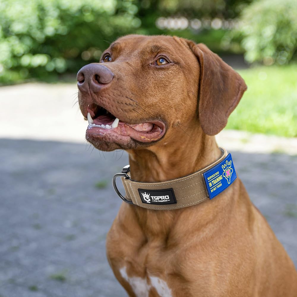 TSPRO khaki collar shown on a dog during outdoor walk offers durable all-day comfort