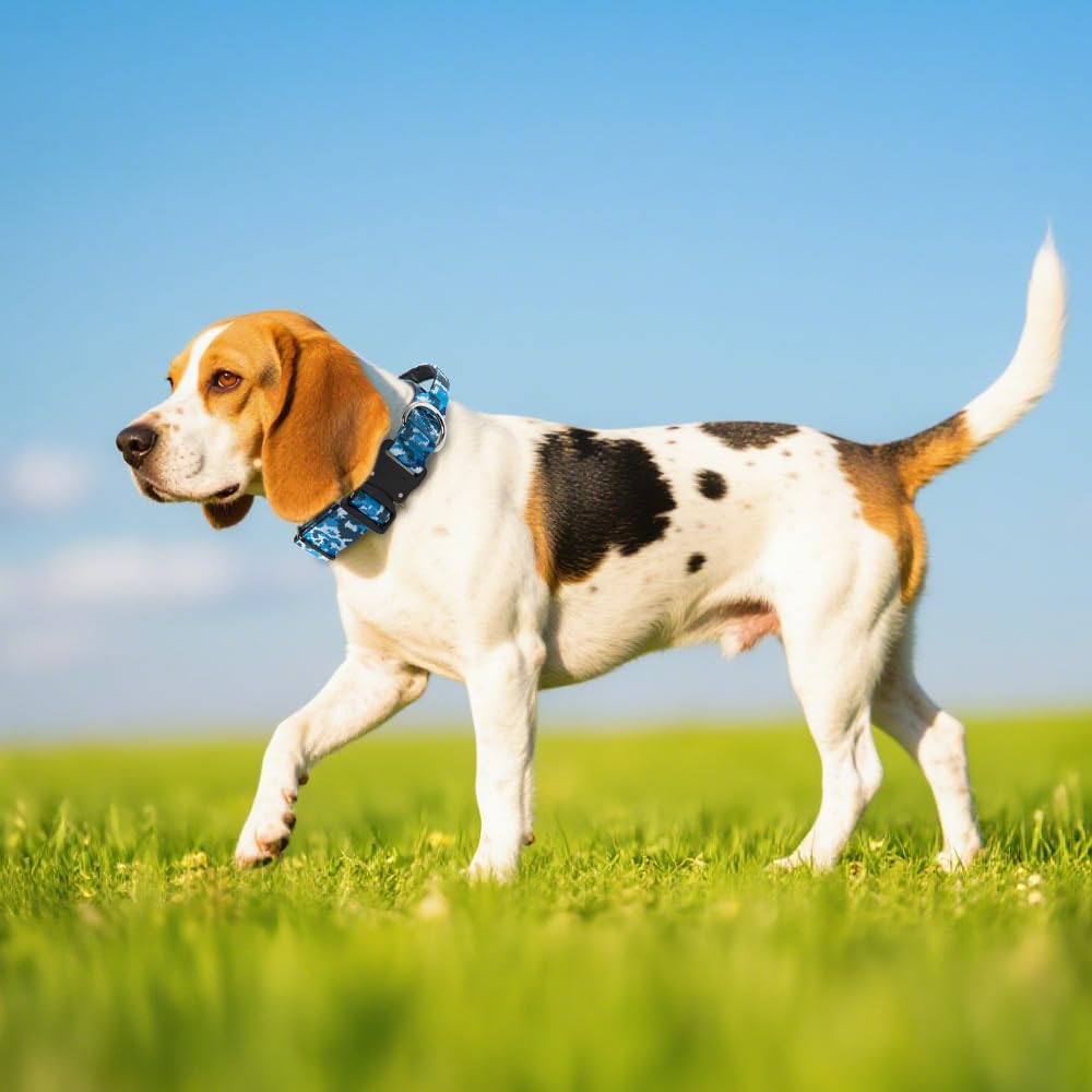 tspro-premium-dog-collar-purple-color showcases durable, stylish design for outdoor adventures.