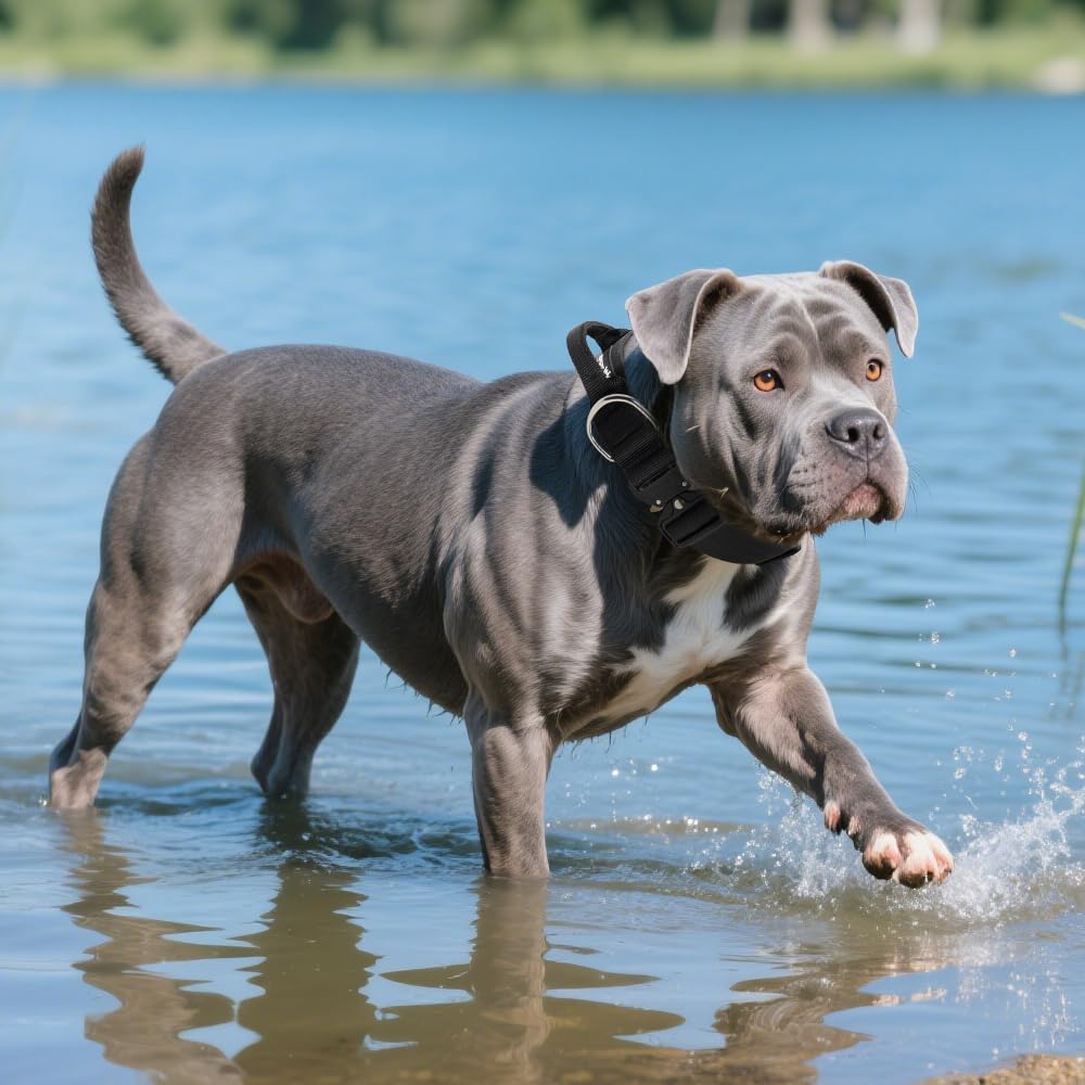 TSPRO outdoor-ready yellow collar on hiking dog for versatile outdoor adventures.