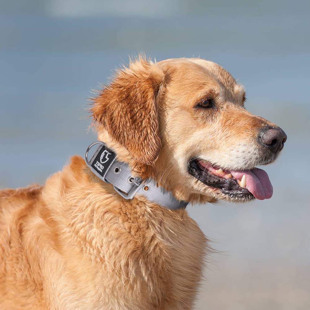 TSPRO tactical collar on dog during a hiking session shows versatility