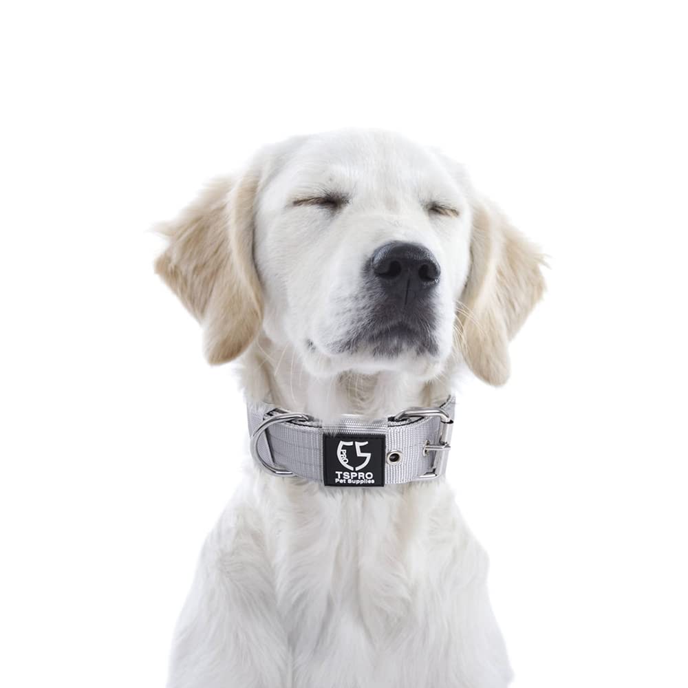 TSPRO Tactical Dog Collar on a dog during outdoor hiking activity