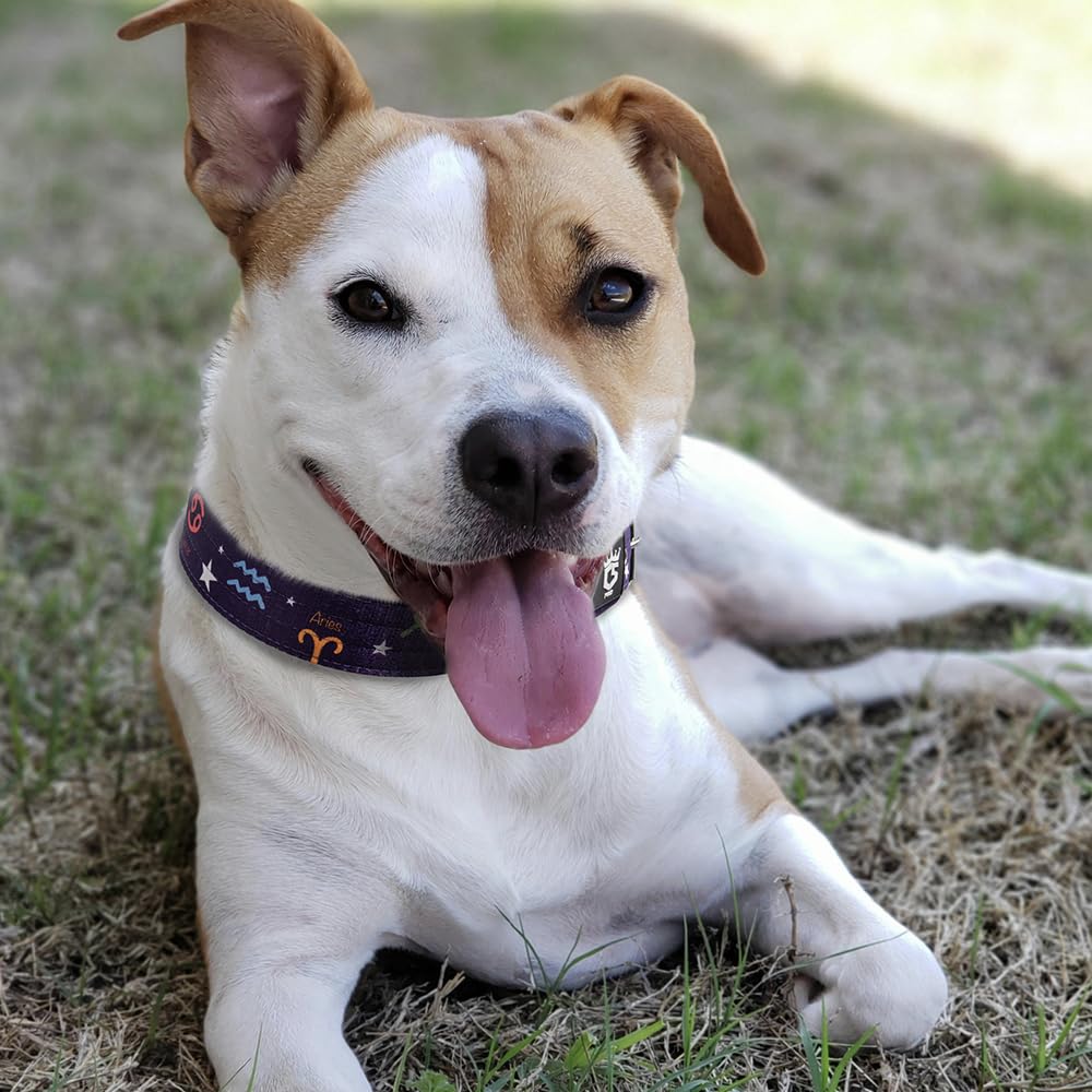 TSPRO Tactical Dog Collar worn during outdoor activity demonstrates versatile daily use
