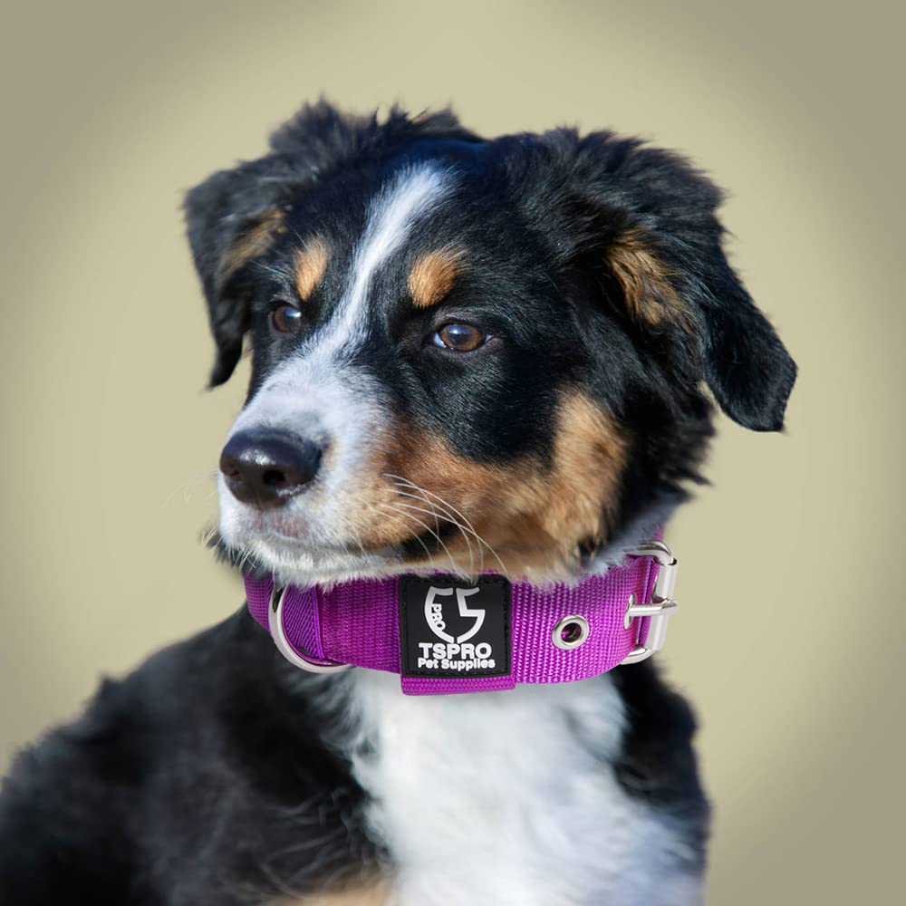 TSPRO purple collar on dog during a walk demonstrates daily outdoor versatility.
