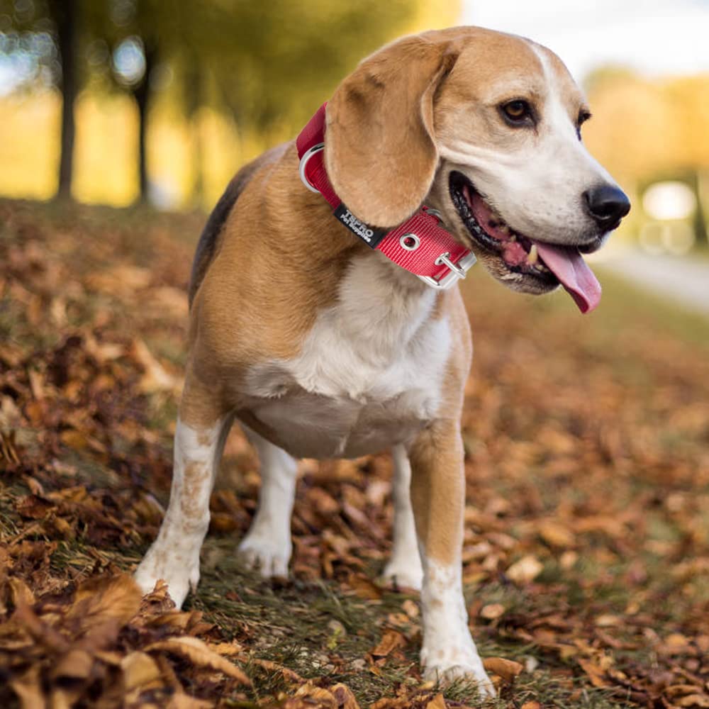 TSPRO Tactical Dog Collar red S leash-attachment area shows rugged outdoor reliability