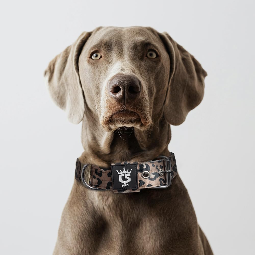 TSPRO Leopard print collar on small dog demonstrates stylish daily wear