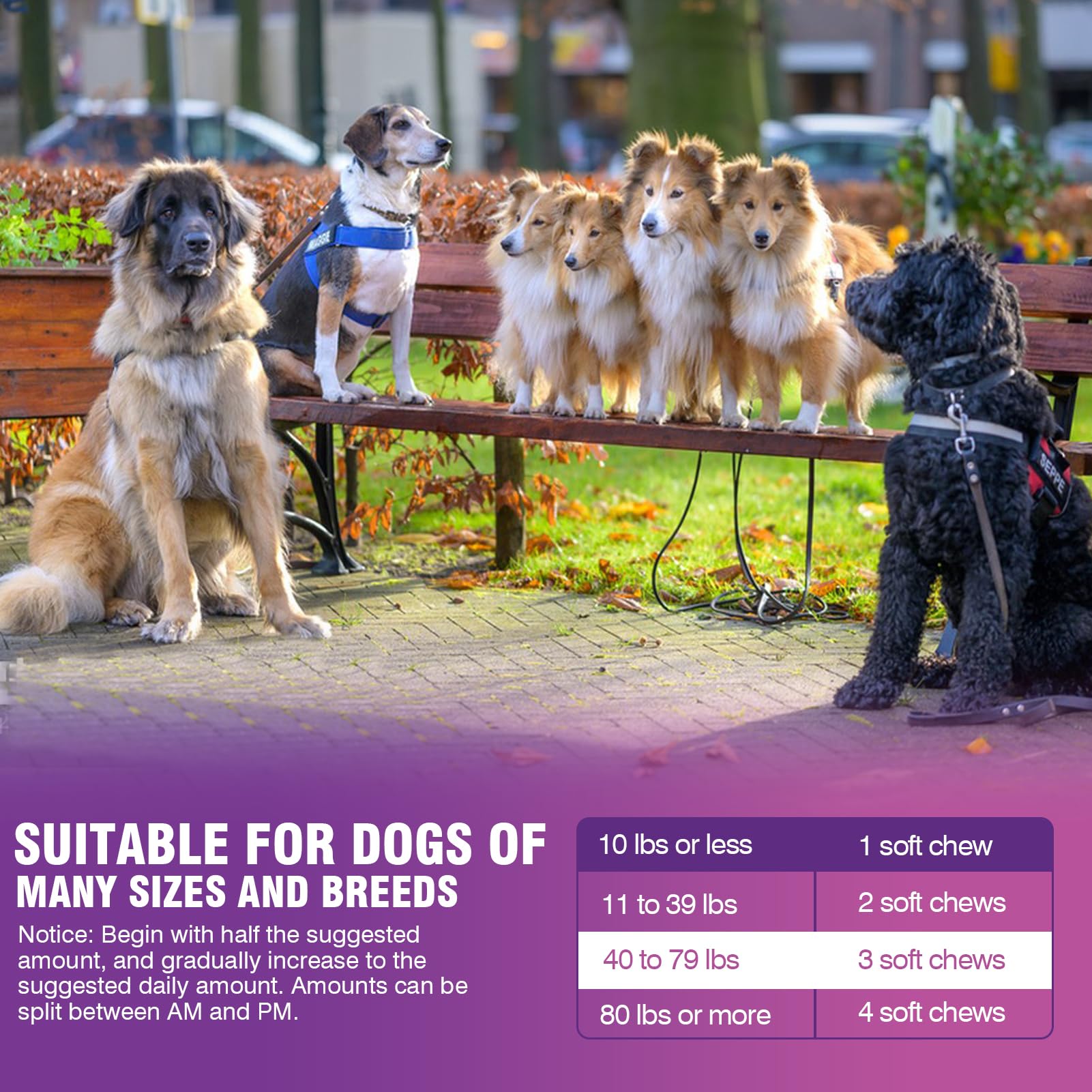 TTLXRL Glucosamine dog immunity support image suggests multi-age care