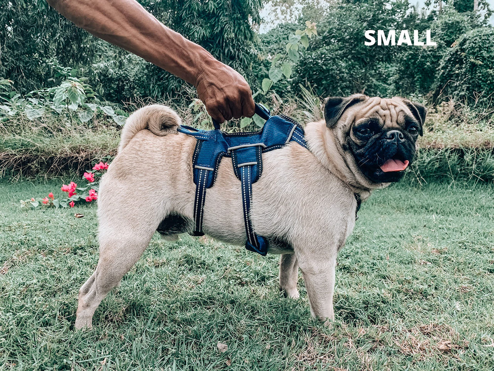 Tuff Pupper five-point adjustable harness adapts to your dog's shape
