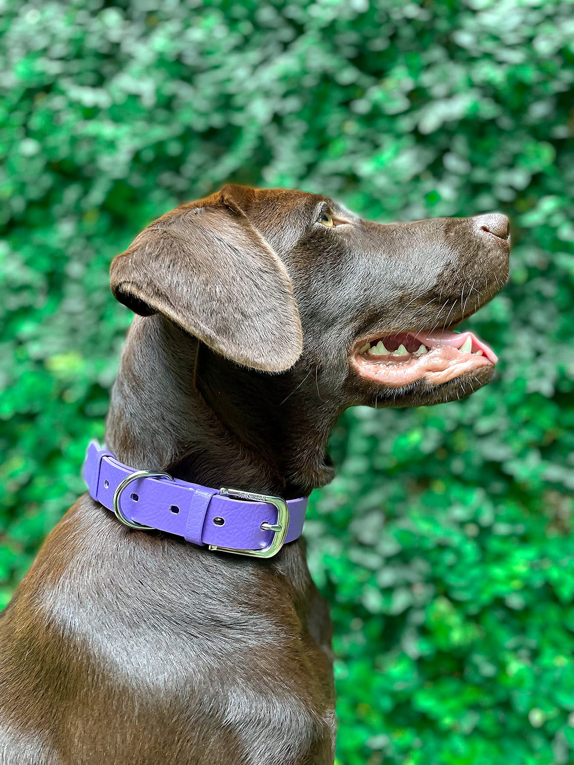 Tuff Pupper Classic brass-hardware closeup, showing rust-proof durability.