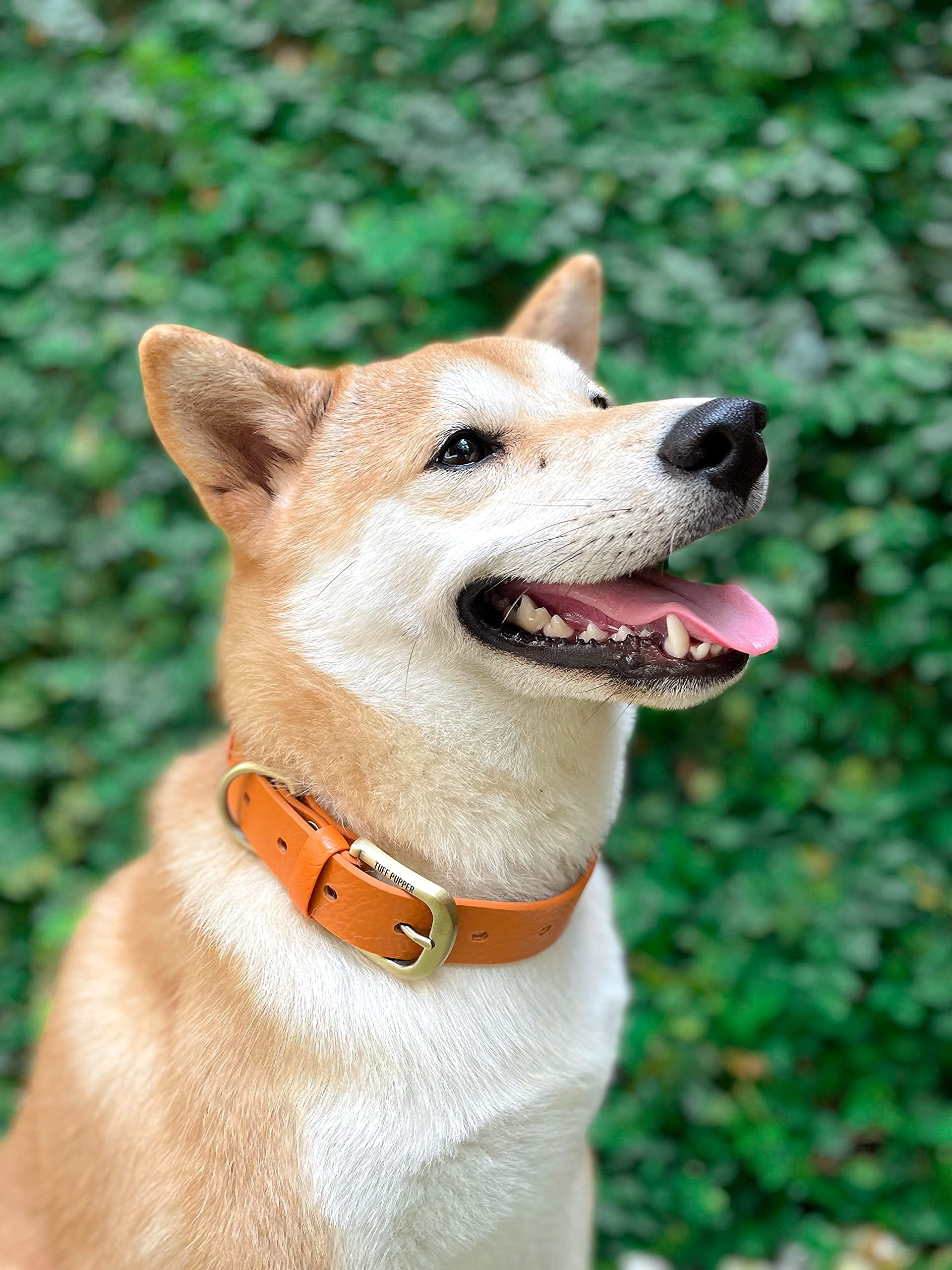 Tuff Pupper Classic Collar worn by a dog during walks demonstrates dependable everyday reliability.