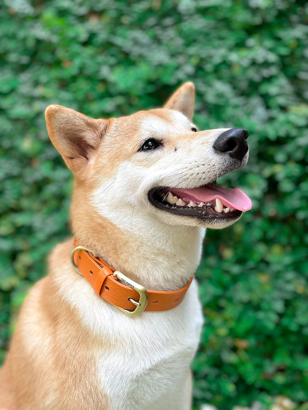 Tuff Pupper Classic Collar worn by a dog during walks demonstrates dependable everyday reliability.