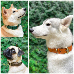 Tuff Pupper Classic Collar waterproof material stays odor-free after muddy days at the beach.