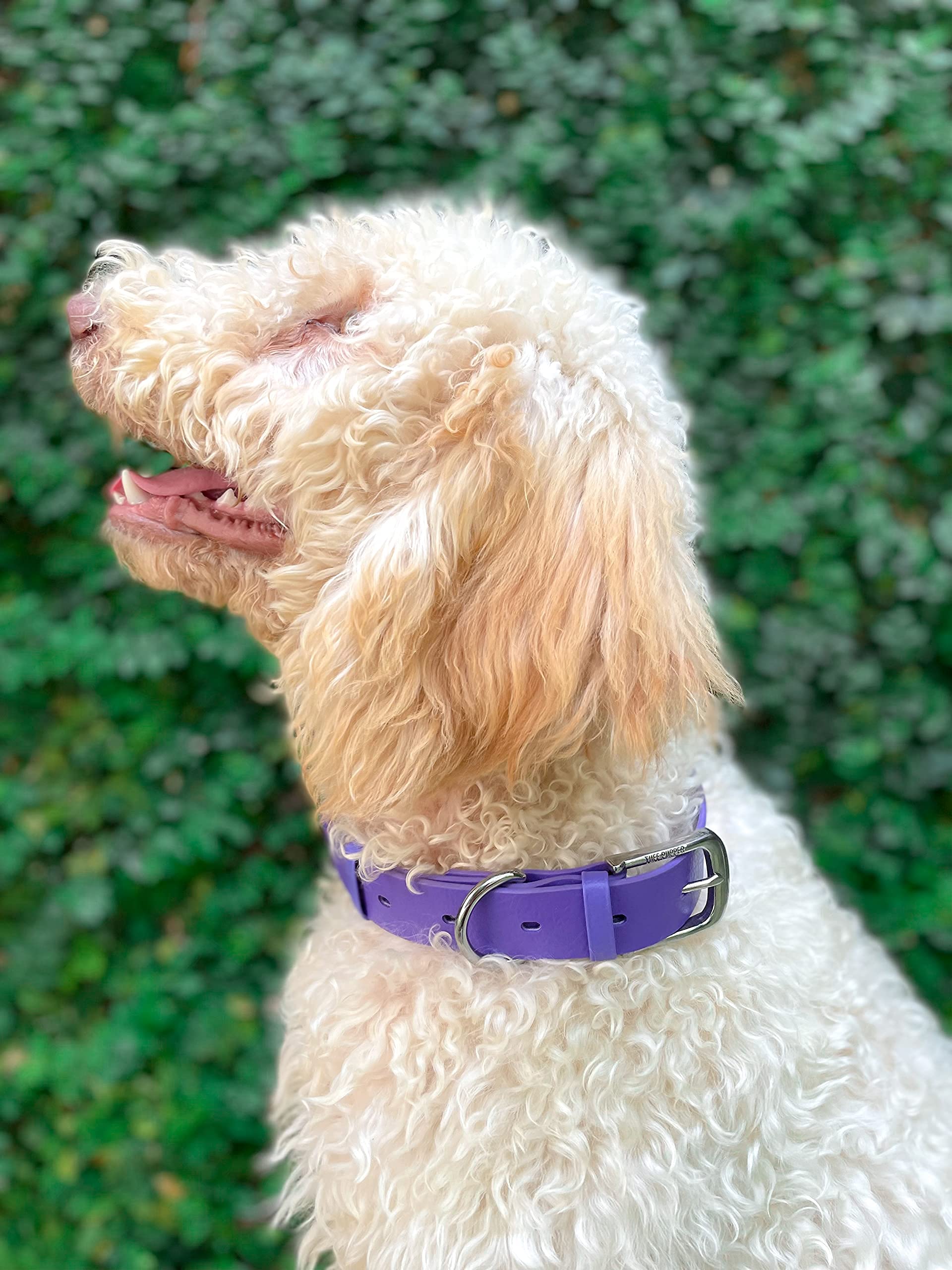 Tuff Pupper Classic dog-collar in rain, demonstrating waterproof performance.