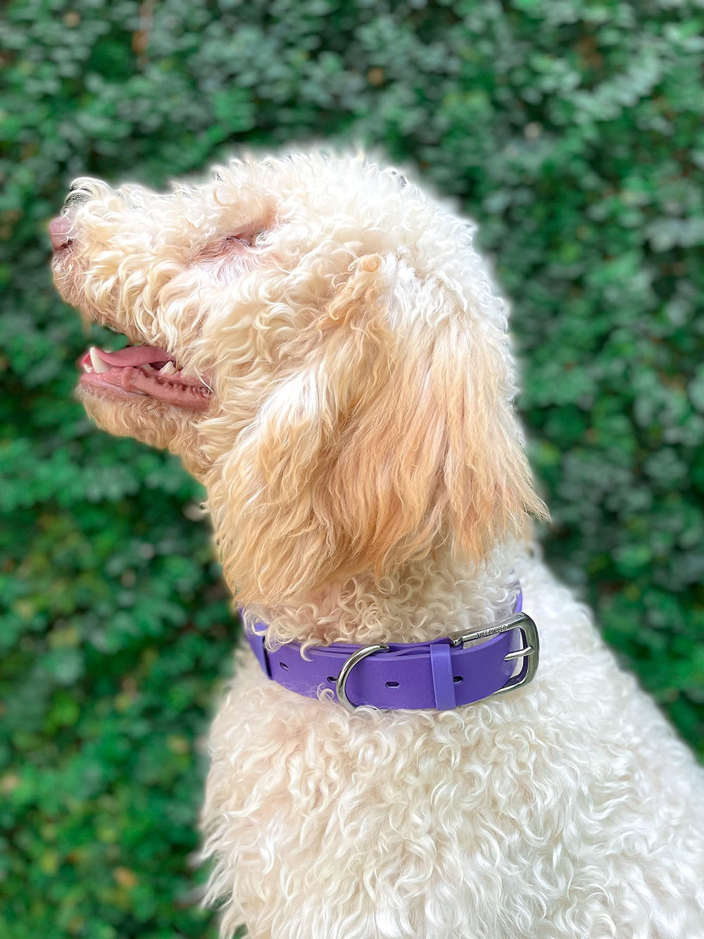 Tuff Pupper Classic dog-collar in rain, demonstrating waterproof performance.