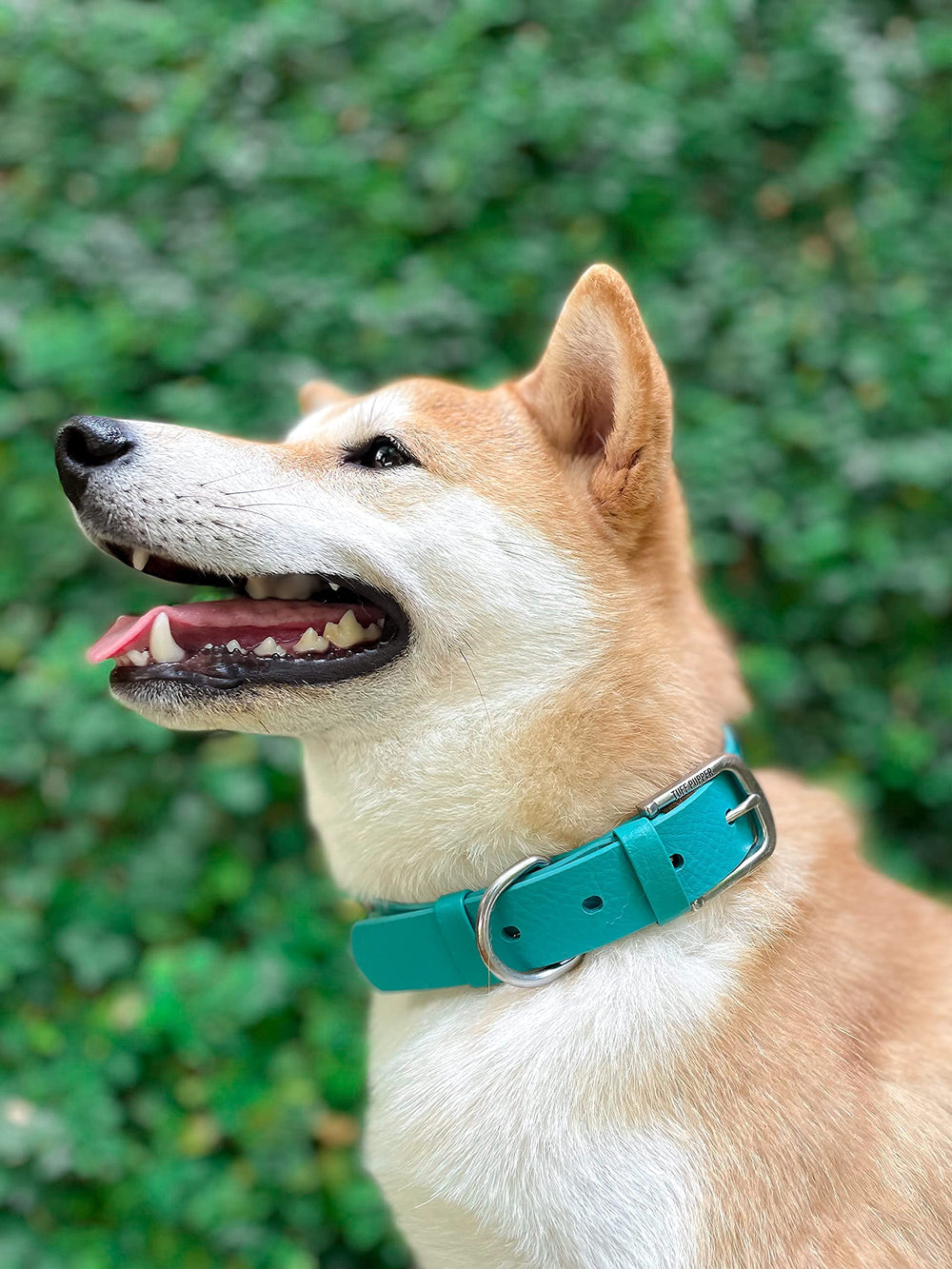 Rust-proof brass buckle on Tuff Pupper collar for reliable closure