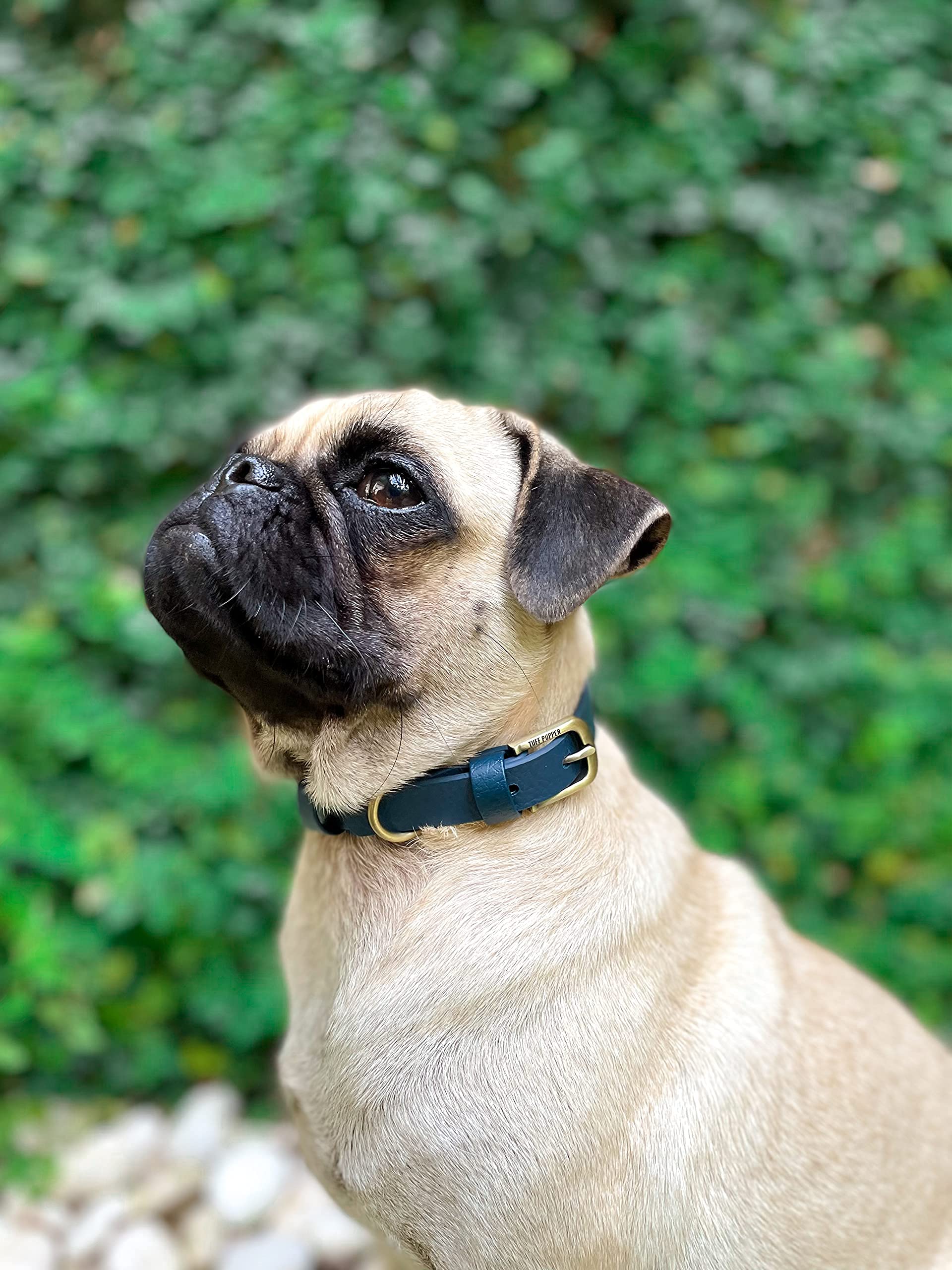 Tuff Pupper Classic dog collar shows rust-proof hardware for long-lasting performance.