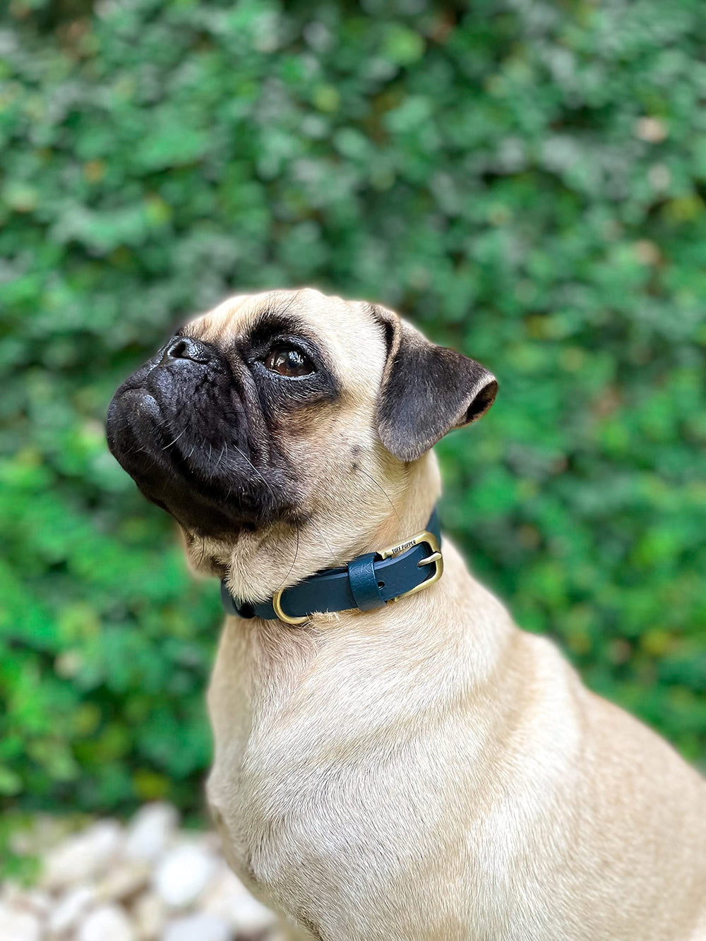 Tuff Pupper Classic dog collar shows rust-proof hardware for long-lasting performance.