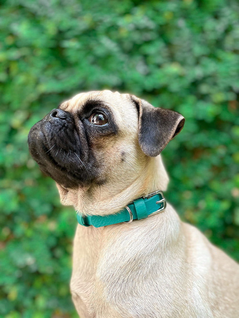 Tuff Pupper Classic dog collar sizes chart image with neck measurement guidance.