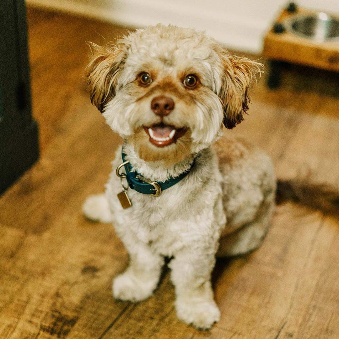 Tuff Pupper Classic stylish design complements active dogs with rugged elegance.