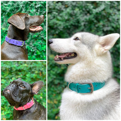 Tuff Pupper Classic dog collar waterproof and odor-free in rain and mud for freshness.