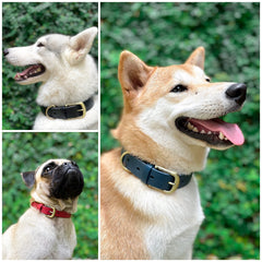Tuff Pupper leather-style finish on collar for stylish walks.
