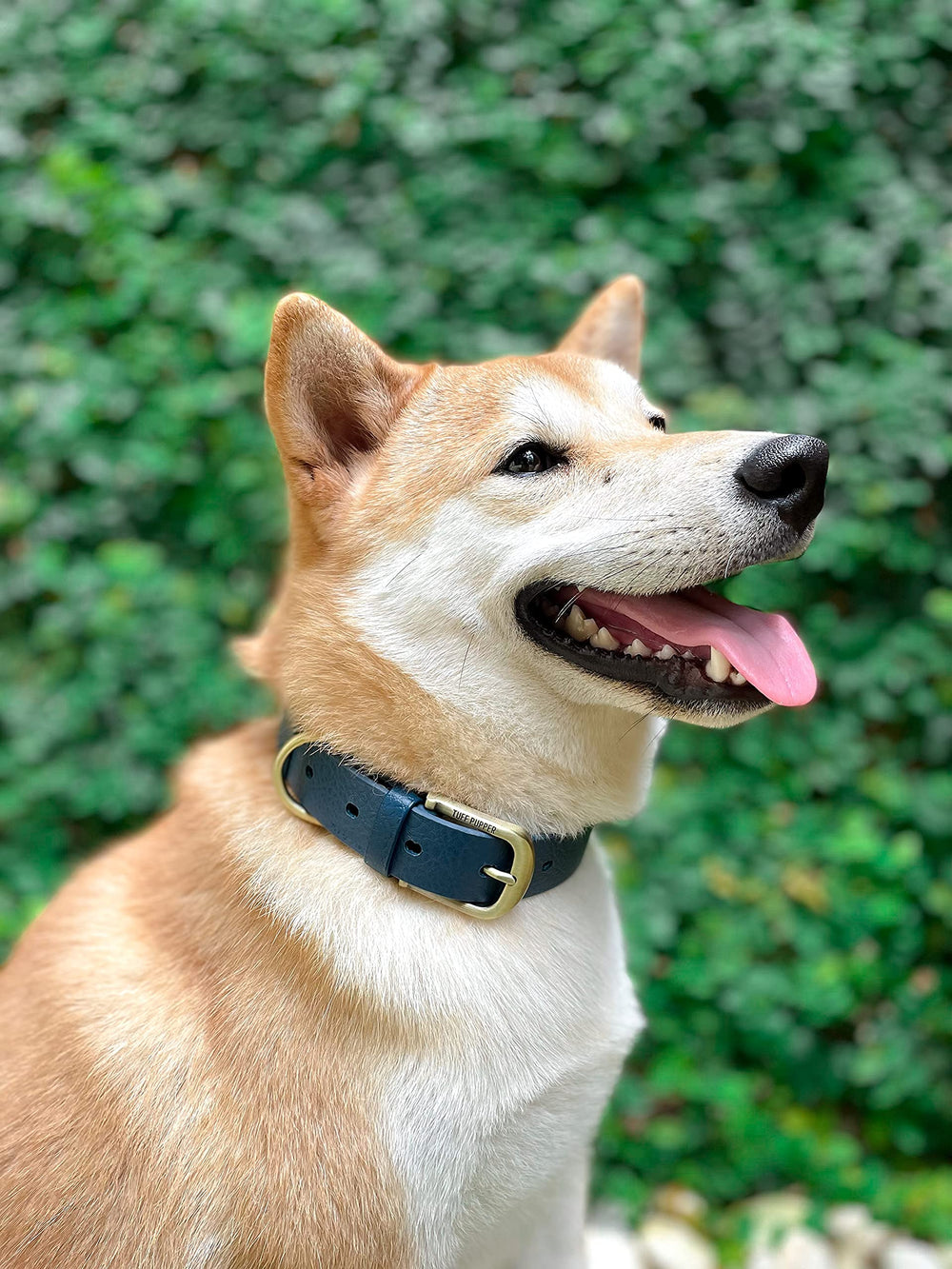 Tuff Pupper collar during tough outdoor use demonstrates rugged resilience.