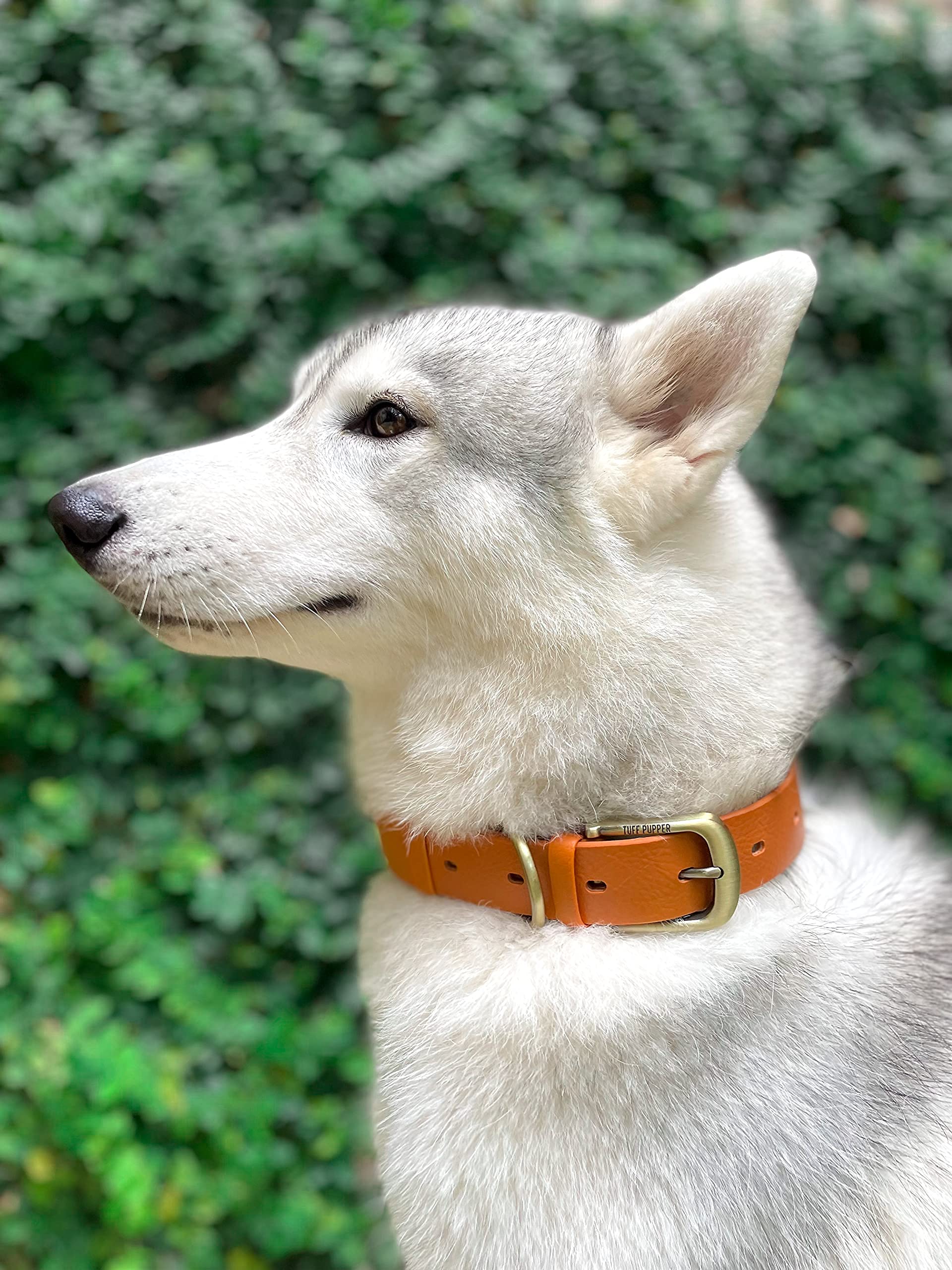 Tuff Pupper all-metal hardware close-up emphasizes rust-proof construction