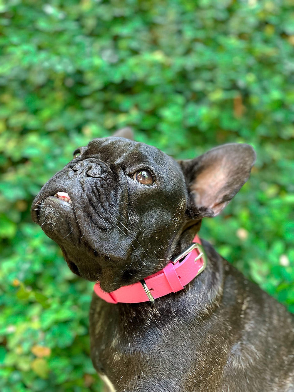 Tuff Pupper Classic collar dog-walking-park image showcases secure fit for energetic breeds.
