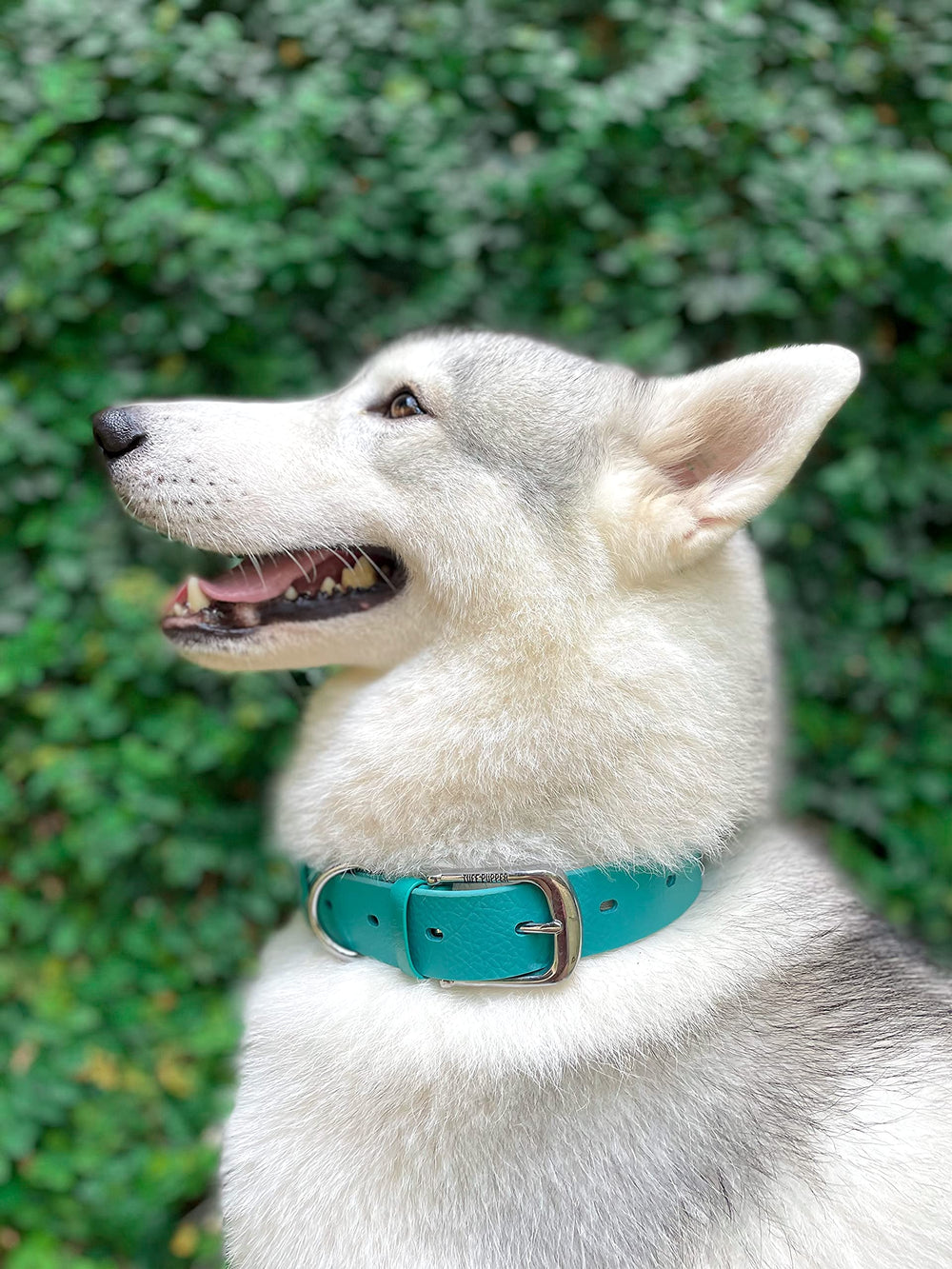 Tuff Pupper Classic Heavy Duty Dog Collar worn by a dog during daily adventures