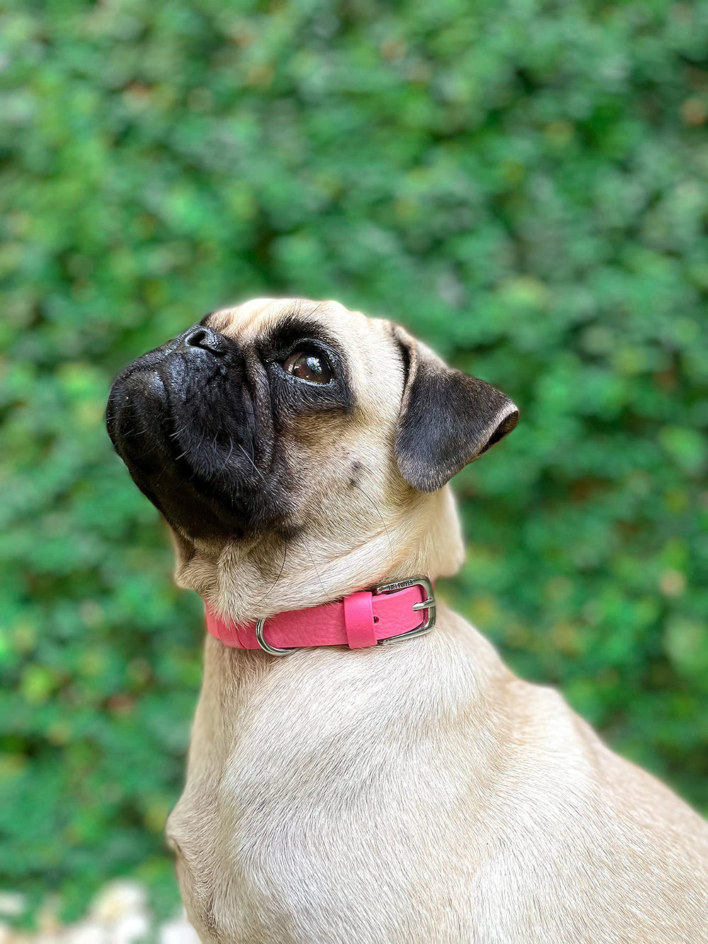 Tuff Pupper Classic collar in rain demonstrates 100% waterproof performance and easy cleanup.