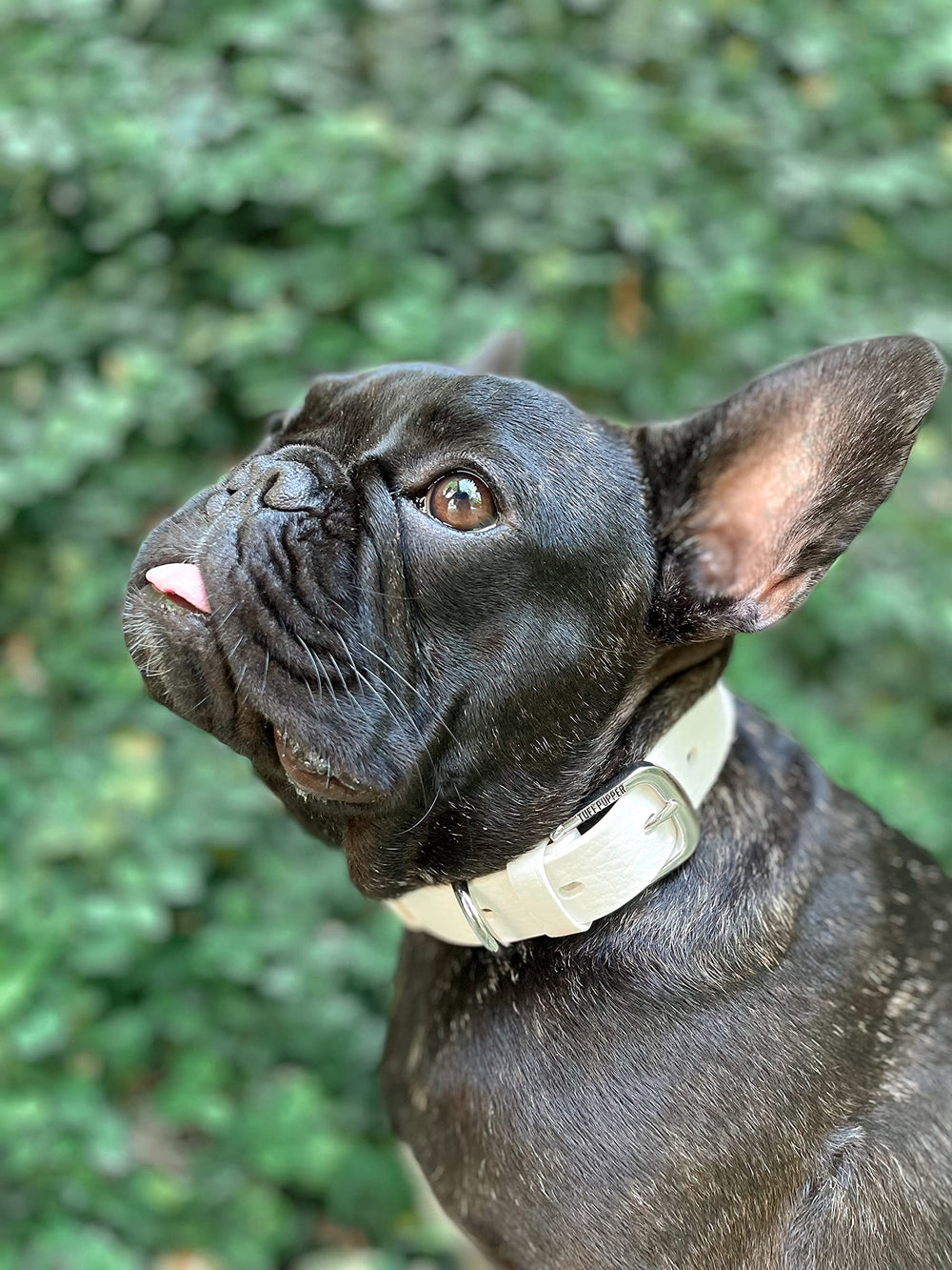 Tuff Pupper Classic collar is lightweight yet rugged for activity