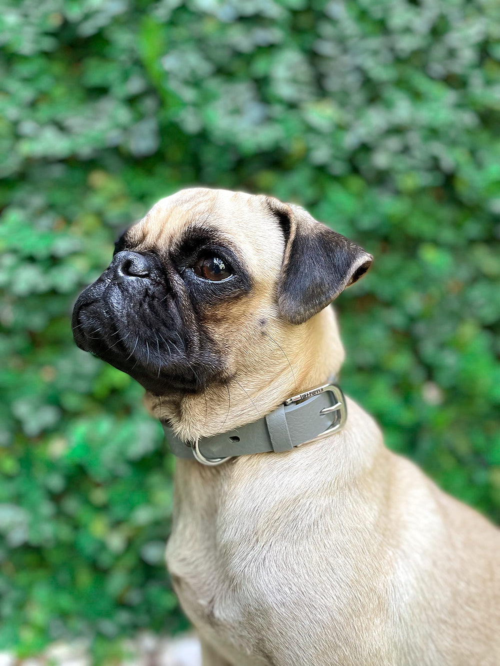 Tuff Pupper tejido de 3 mm en collar, con alta durabilidad.