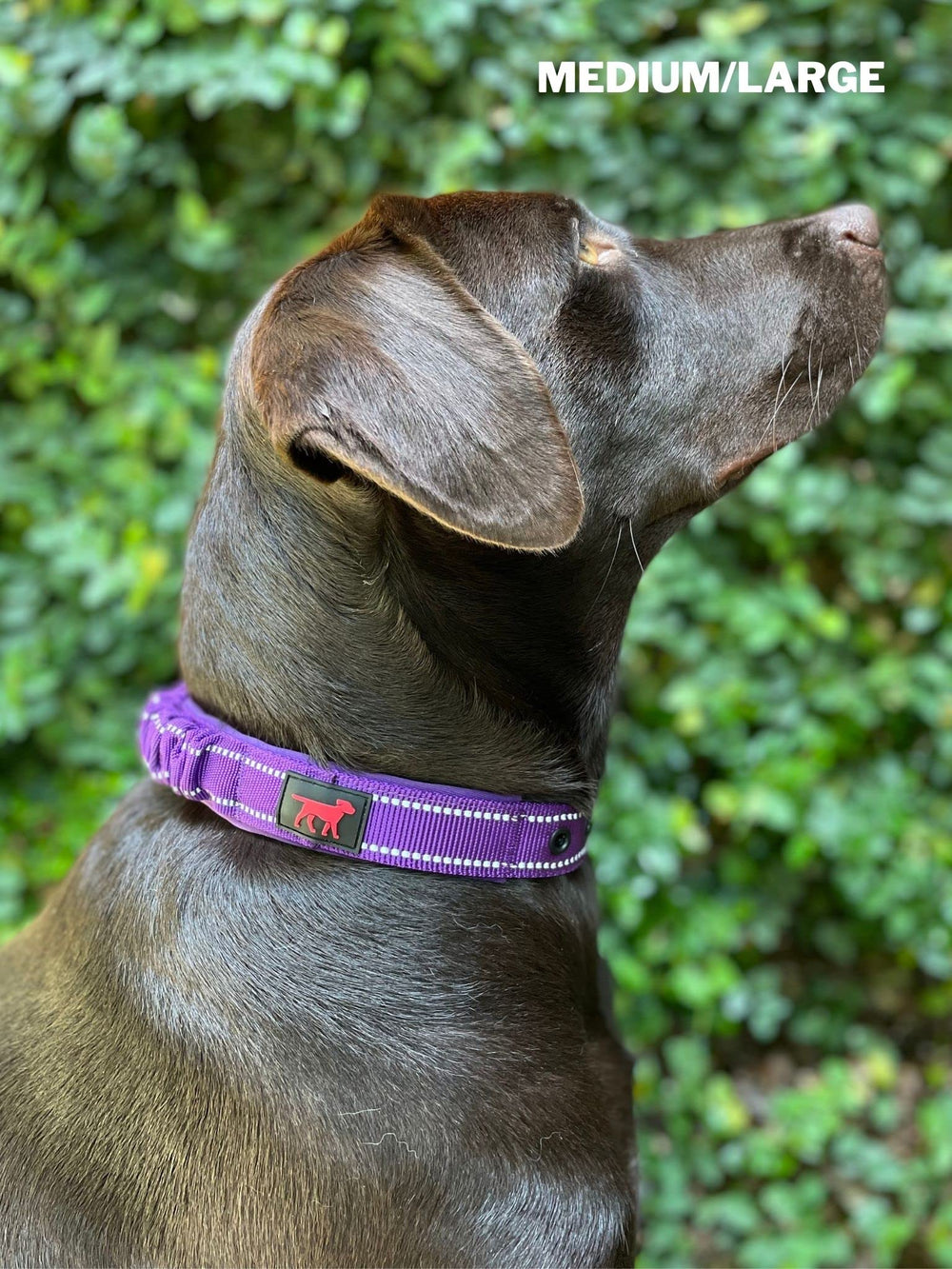 Tuff Pupper daily walk setup—ideal for calm obedience during routine strolls