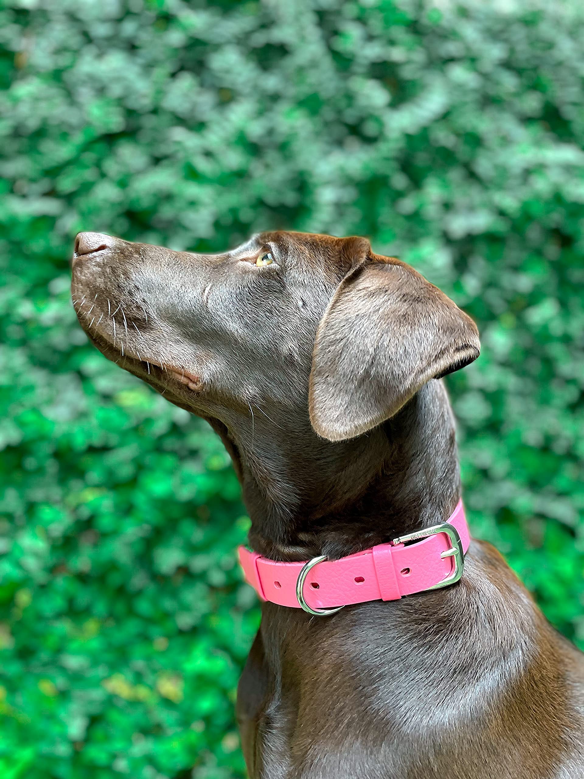 Tuff Pupper Dog Collar in wet conditions demonstrating all-weather use