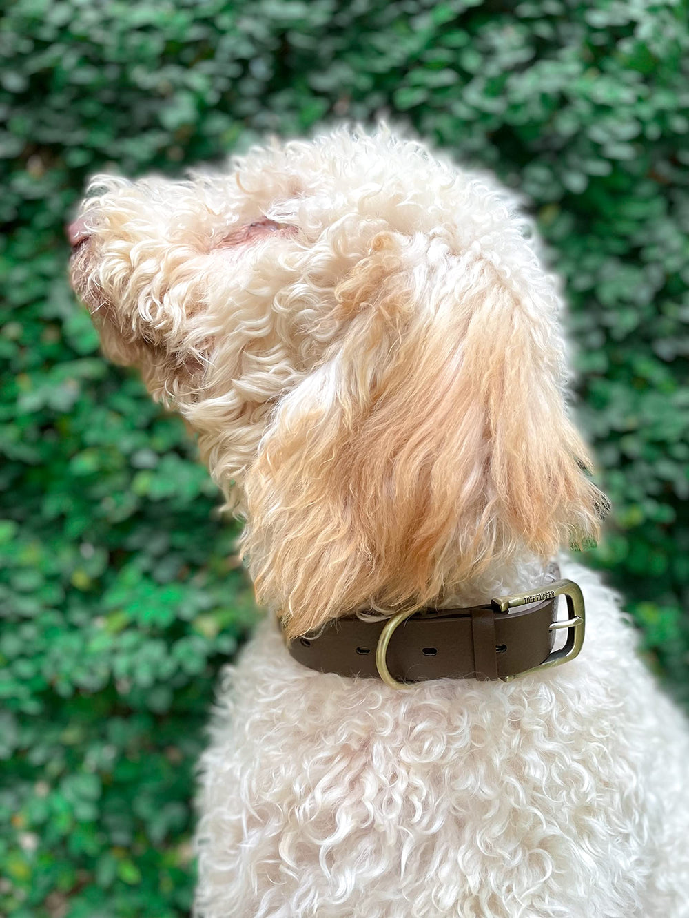 Tuff Pupper dog collar worn during outdoor adventure highlights durability