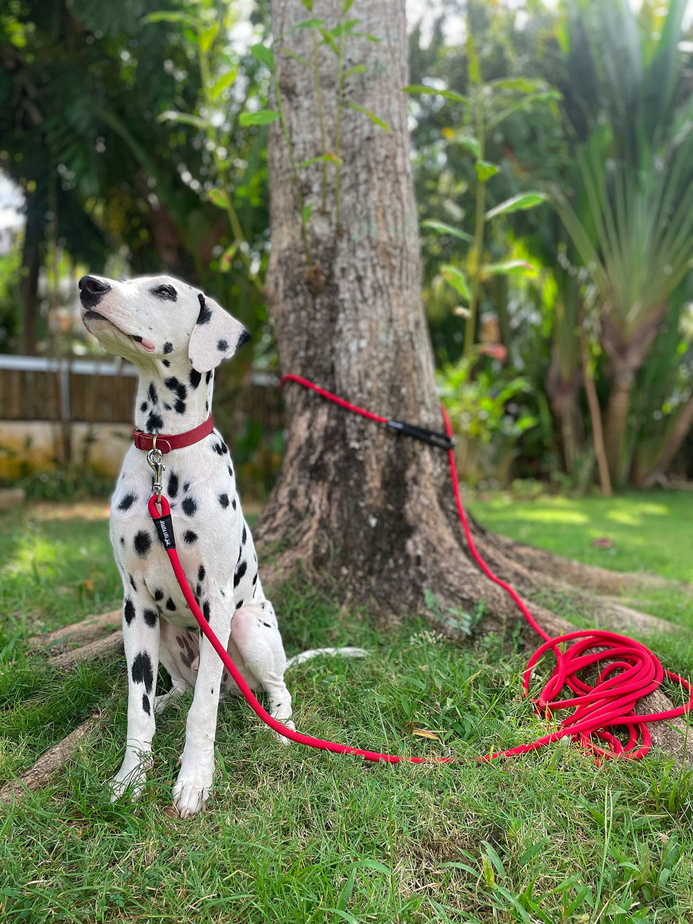 Tuff Pupper product in-use with dog enjoying secure outdoor training.