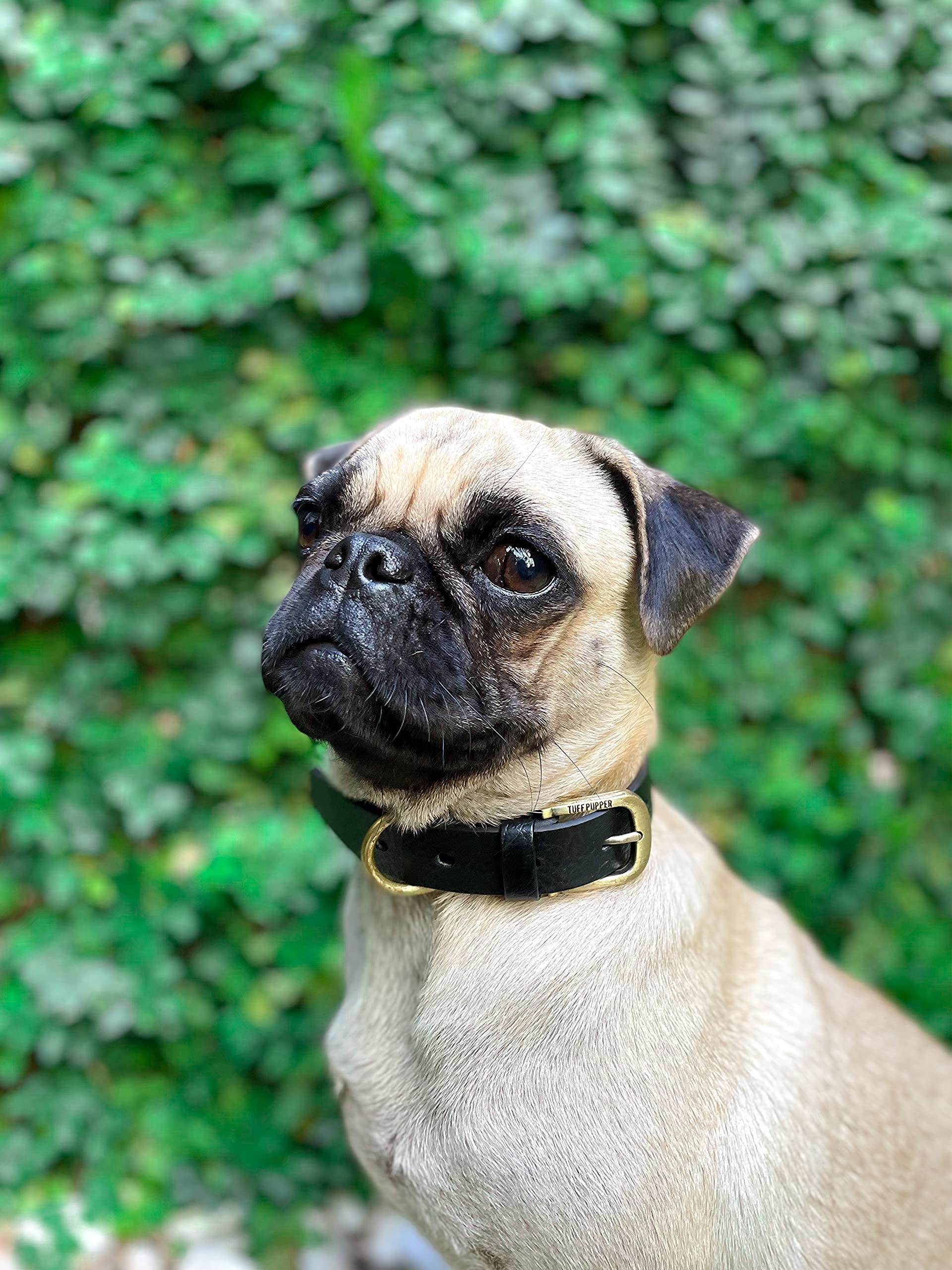 Tuff Pupper Dog walking with secure fit during outdoor adventures