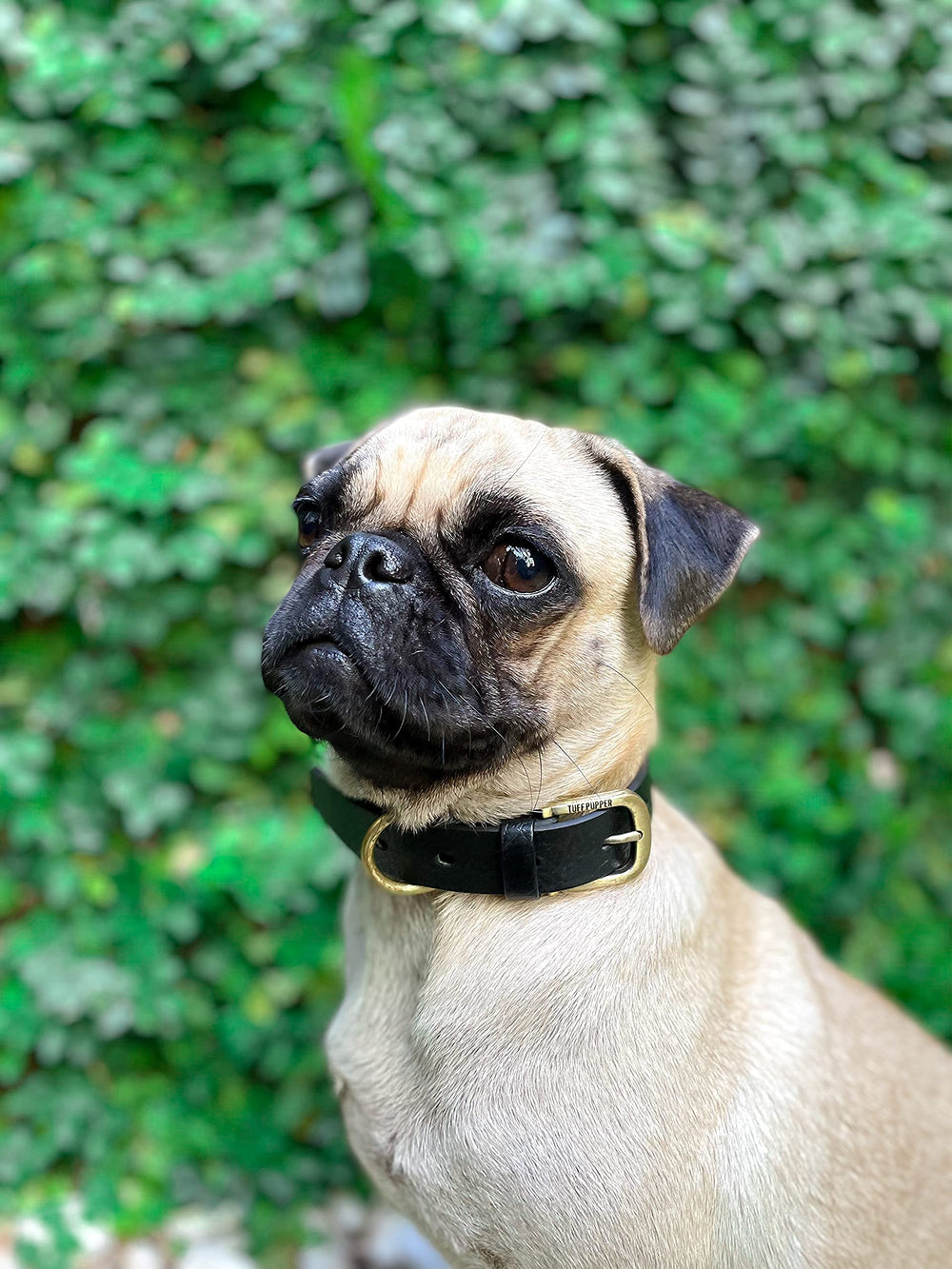 Tuff Pupper Dog walking with secure fit during outdoor adventures