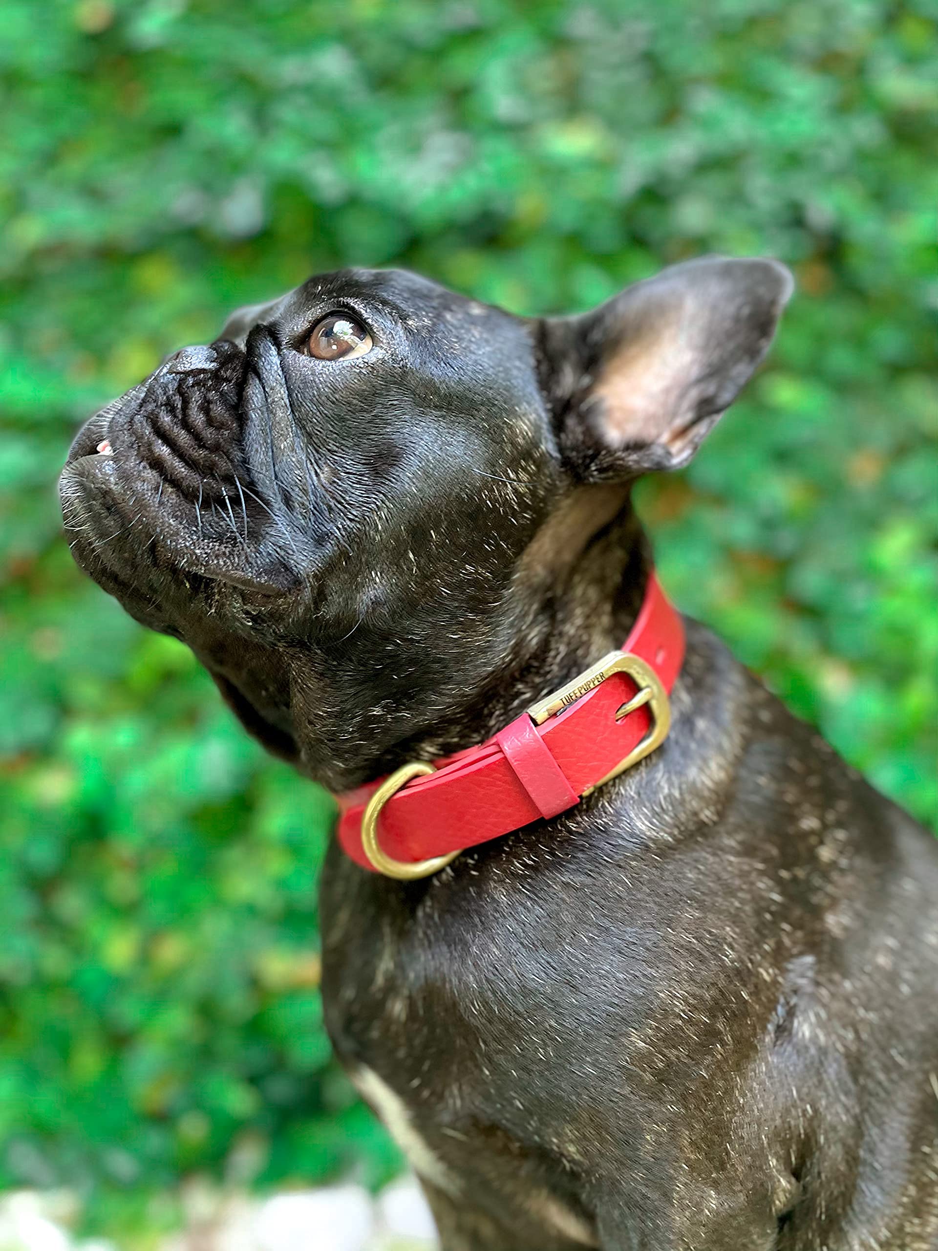 Tuff Pupper dog-wearing collar outdoors demonstrates active lifestyle readiness.
