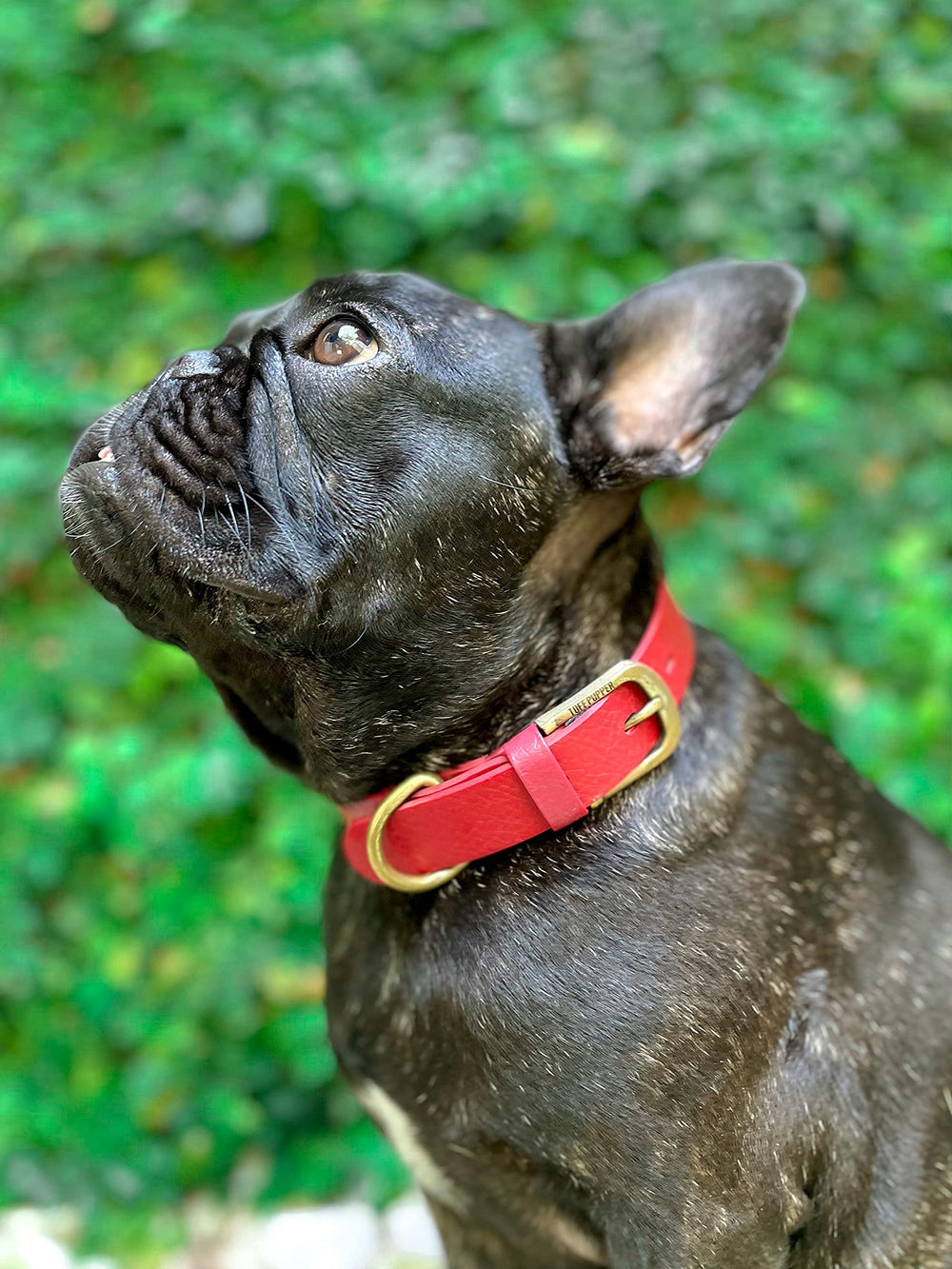 Tuff Pupper dog-wearing collar outdoors demonstrates active lifestyle readiness.