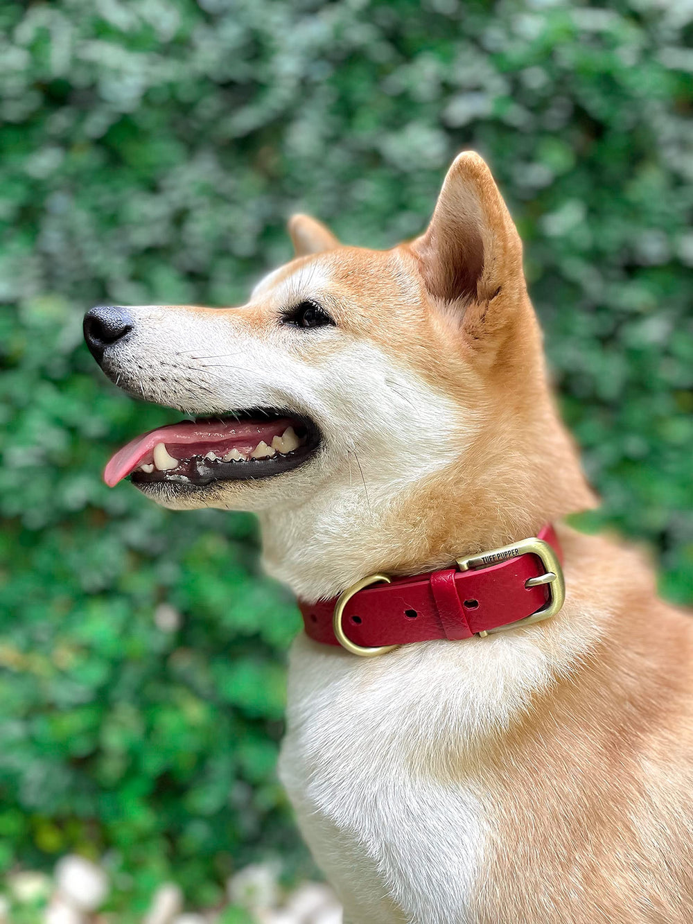 Tuff Pupper worn by active dog during play and exploration