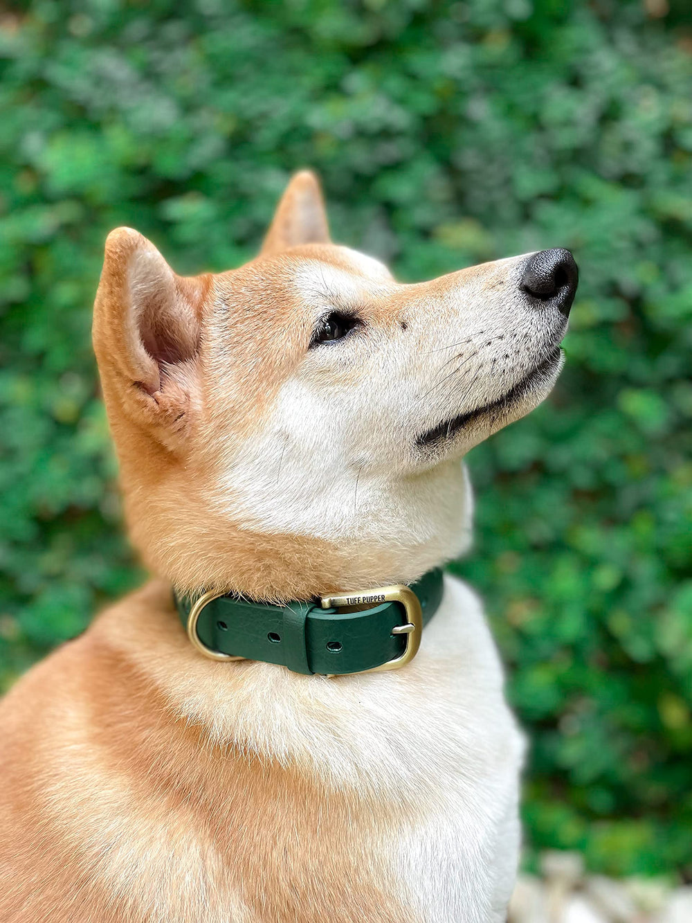 Tuff Pupper Easy-Care Collar stays clean after muddy adventures