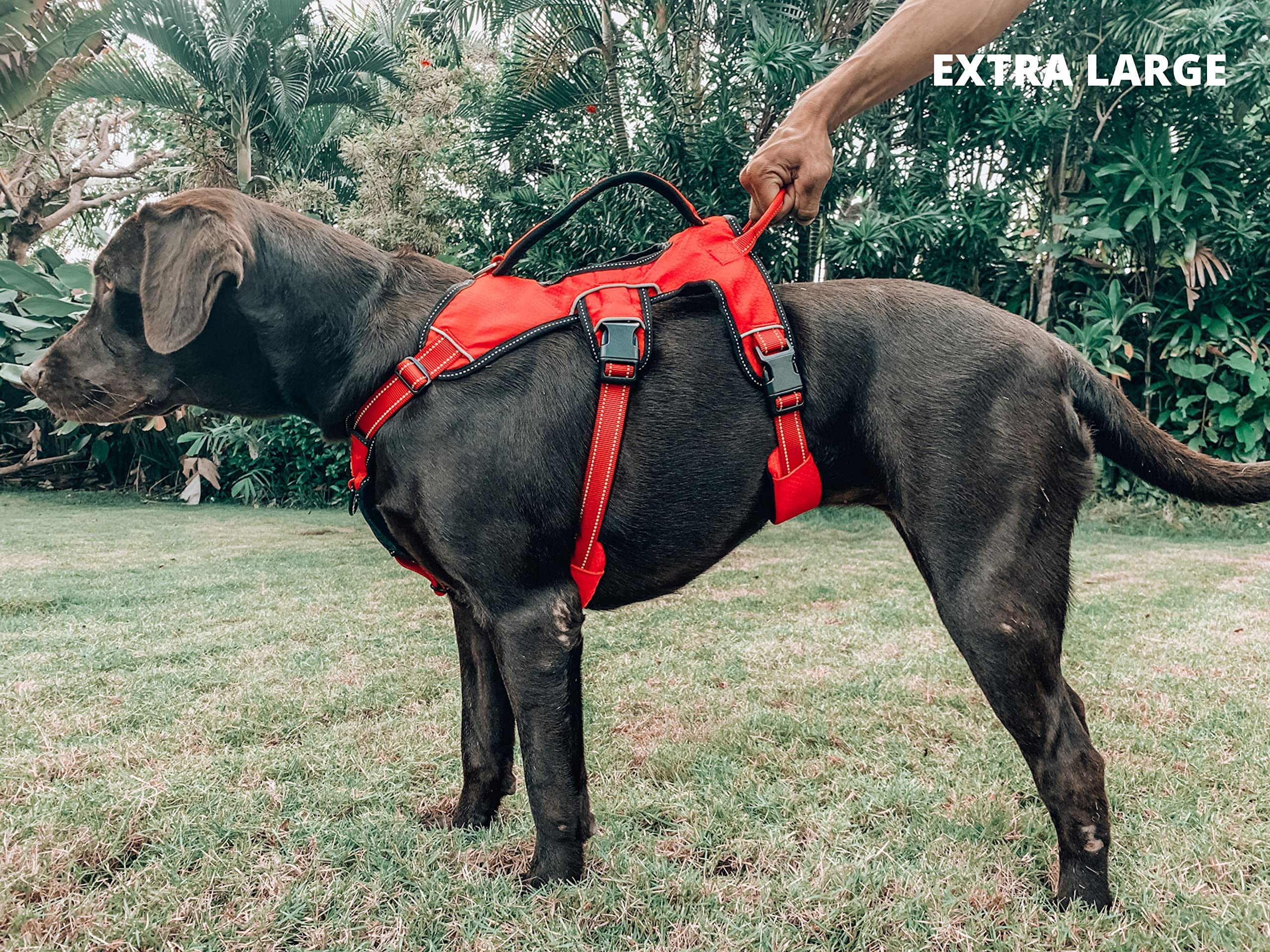 Tuff Pupper Escape Harness abdomen strap supports full-body stability during activity.