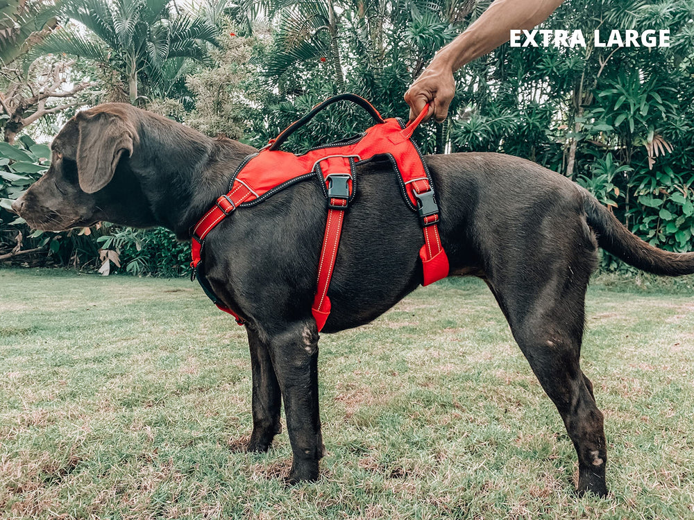 Tuff Pupper Escape Harness abdomen strap supports full-body stability during activity.