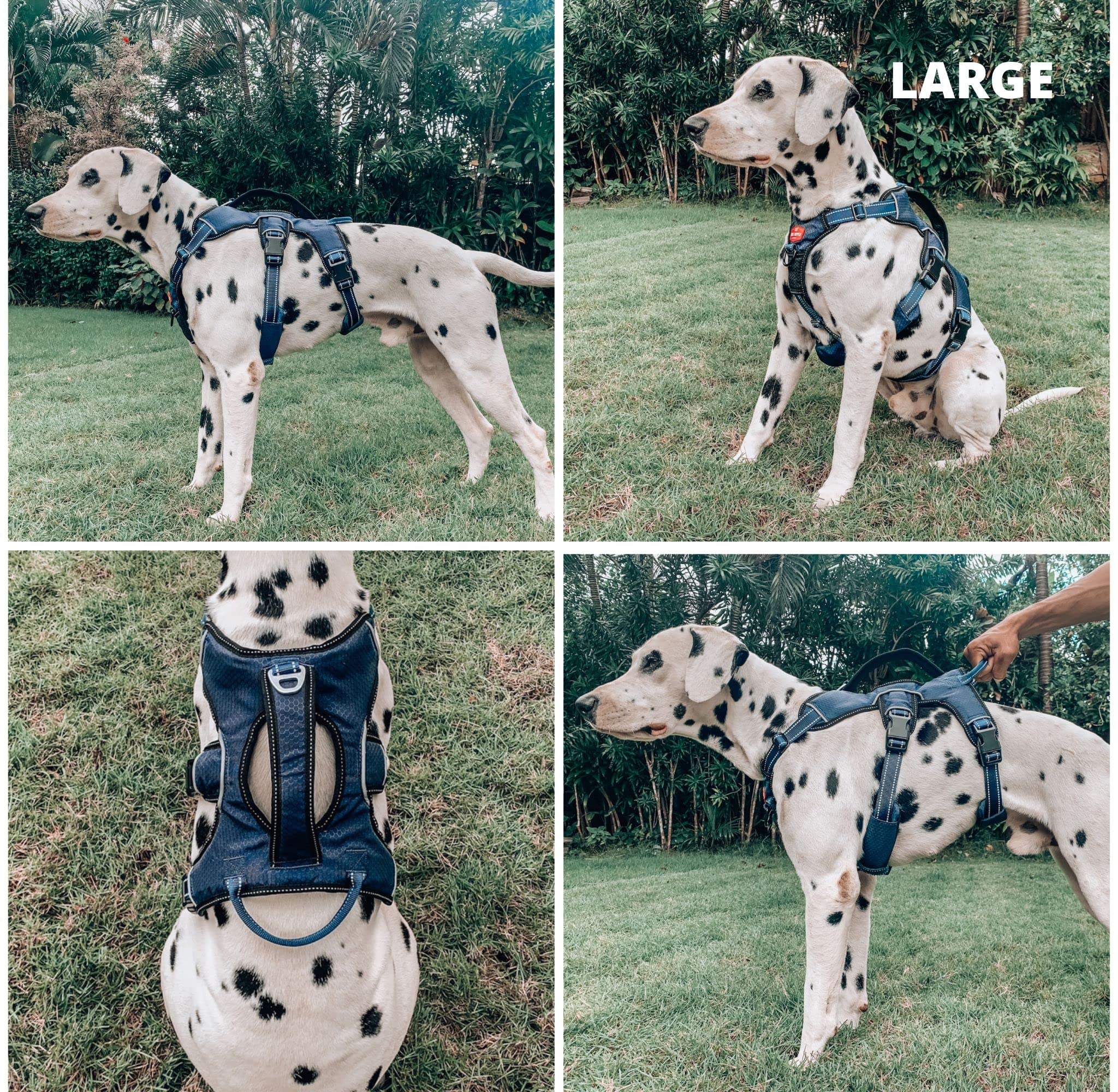 Tuff Pupper Escape Proof Harness rear D-ring enables safe waiting with gentle restraint.