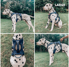 Tuff Pupper Escape Proof Harness rear D-ring enables safe waiting with gentle restraint.