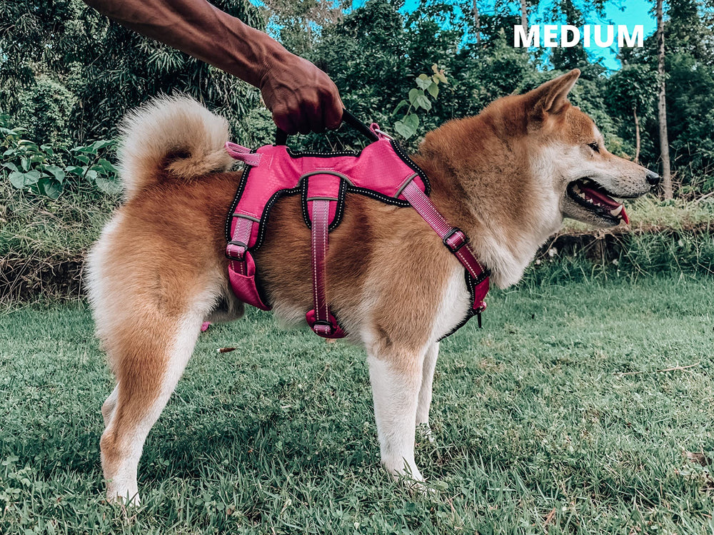 Tuff Pupper five-point adjustment enables a customized fit for many dogs